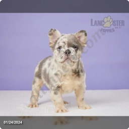 Griffin  puppies for sale