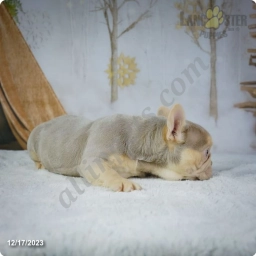 Gabrielle  puppies for sale