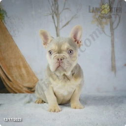 Gabrielle  puppies for sale