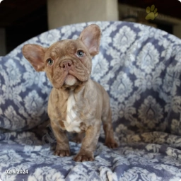 Pete  puppies for sale