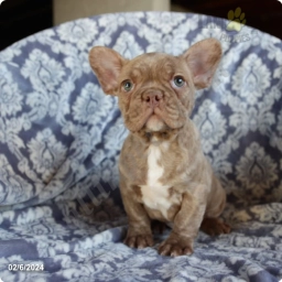 Pete  puppies for sale