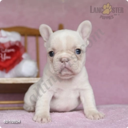 Winter  puppies for sale