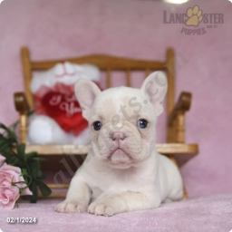 Winter  puppies for sale