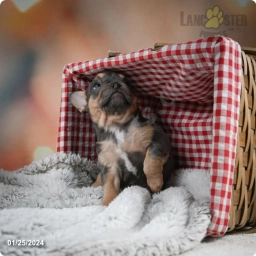 Zoey  puppies for sale