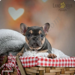 Zoey  puppies for sale