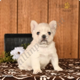 Bryno  puppies for sale