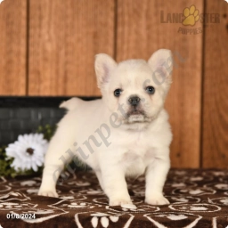 Bryno  puppies for sale