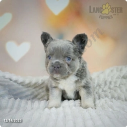 Bozo  puppies for sale