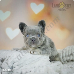 Bozo  puppies for sale