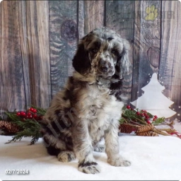Charlotte  puppies for sale