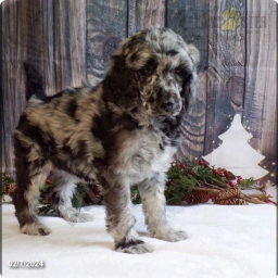 Charlotte  puppies for sale