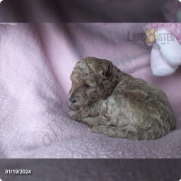 Moyen  puppies for sale