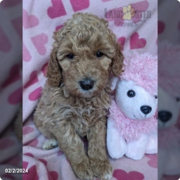 Moyen  puppies for sale