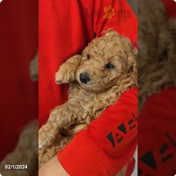 Tiny  puppies for sale