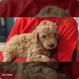 Tiny  puppies for sale