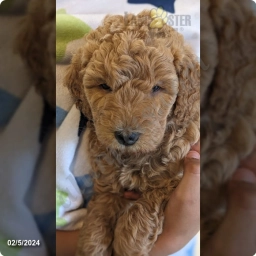 Chance  puppies for sale