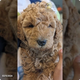 Chance  puppies for sale