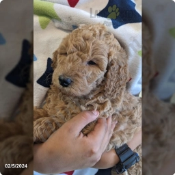 Chance