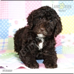 Nicole  puppies for sale