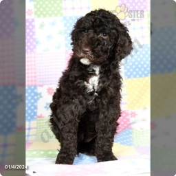 Nicole  puppies for sale