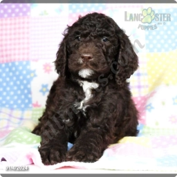 Neal  puppies for sale