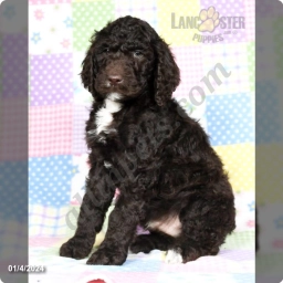 Neal  puppies for sale