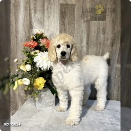 Frosty  puppies for sale