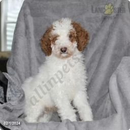 Buster  puppies for sale