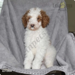 Buster  puppies for sale