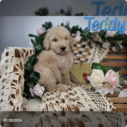 Teddy  puppies for sale