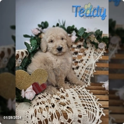 Teddy  puppies for sale