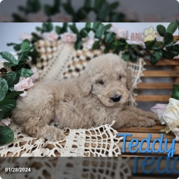 Teddy