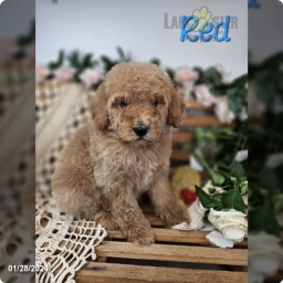 Res  puppies for sale
