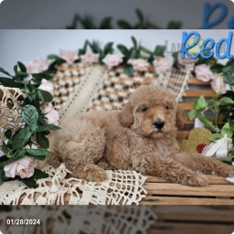 Res  puppies for sale