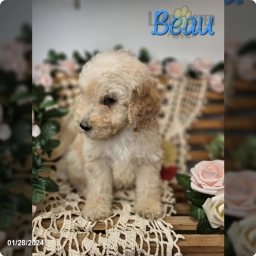 Beay  puppies for sale