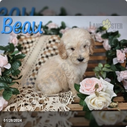 Beay  puppies for sale