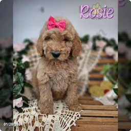 Rosie  puppies for sale