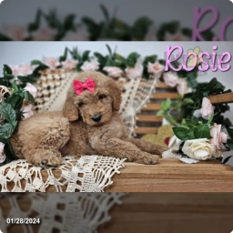 Rosie  puppies for sale