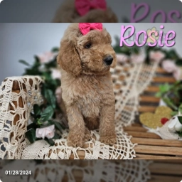 Rosie