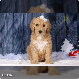 Lala  puppies for sale