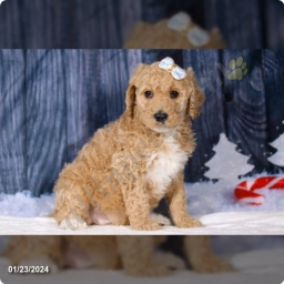 Lala  puppies for sale