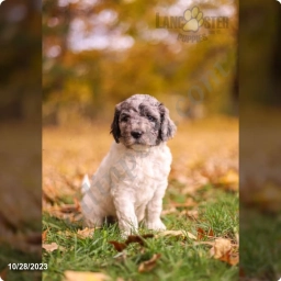Houston  puppies for sale