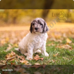 Houston  puppies for sale