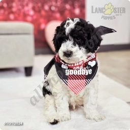 Tristan  puppies for sale