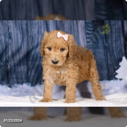Lily  puppies for sale