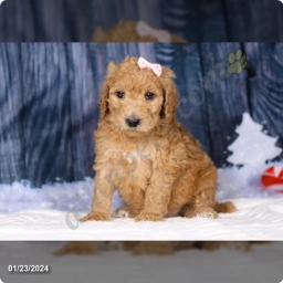 Lily  puppies for sale