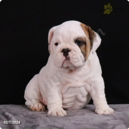 Sophie  puppies for sale