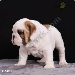 Sophie  puppies for sale