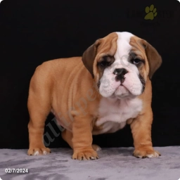 Bodi  puppies for sale