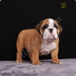 Bodi  puppies for sale